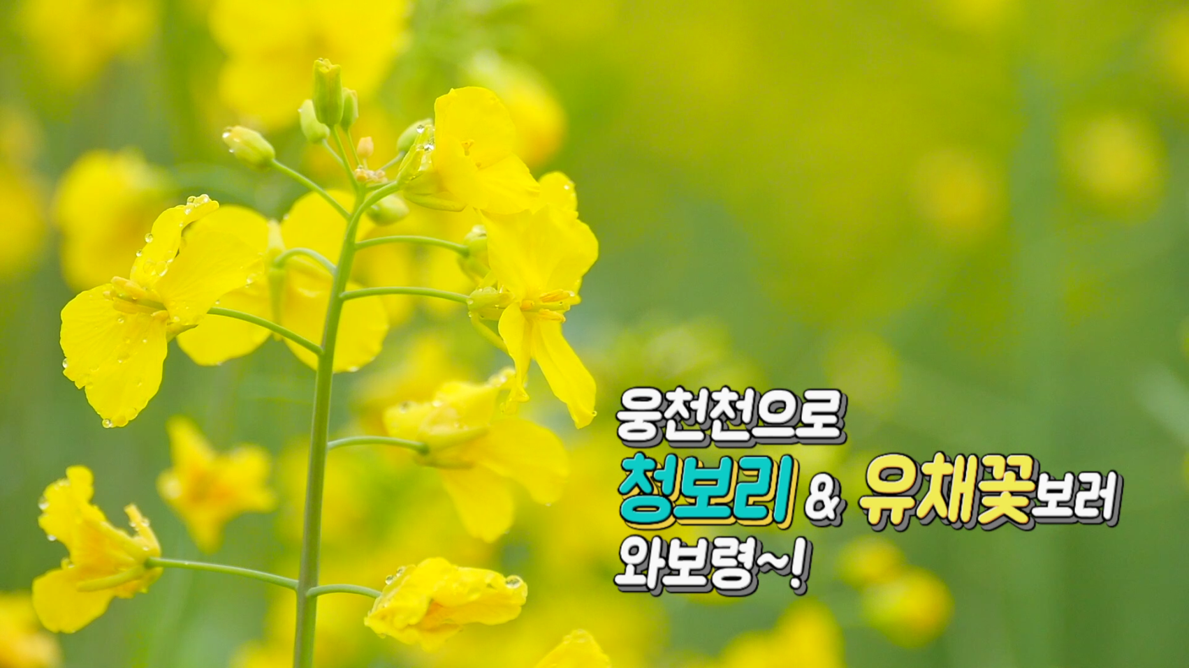 웅천천 청보리밭 그리고 유채꽃밭